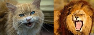 gato e leão