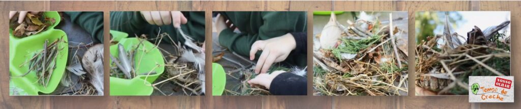 investigação ninho de passarinho