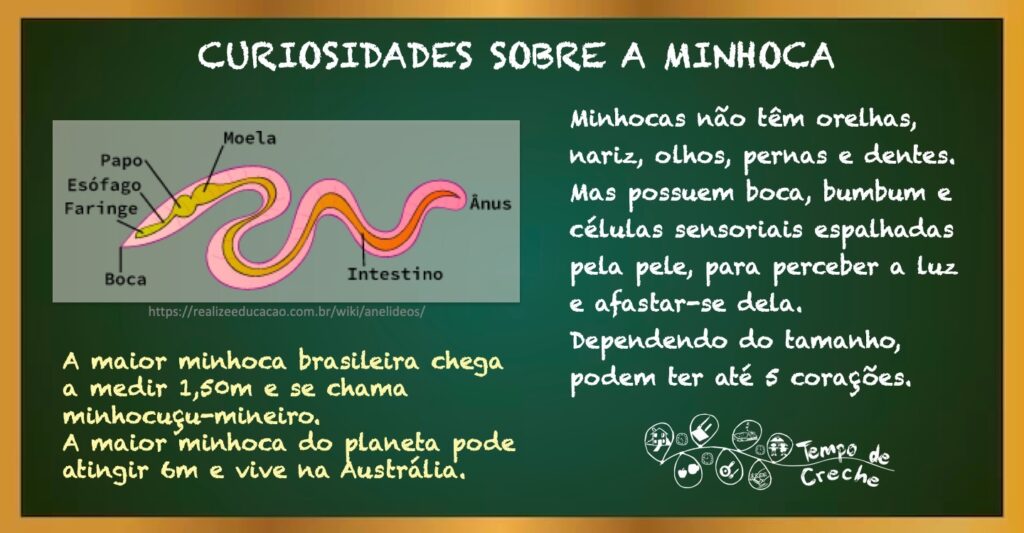 curiosidades da minhoca